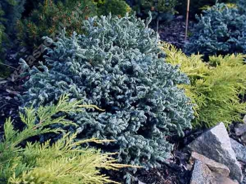Chamaecyparis pisifera 'Curly Tops' 